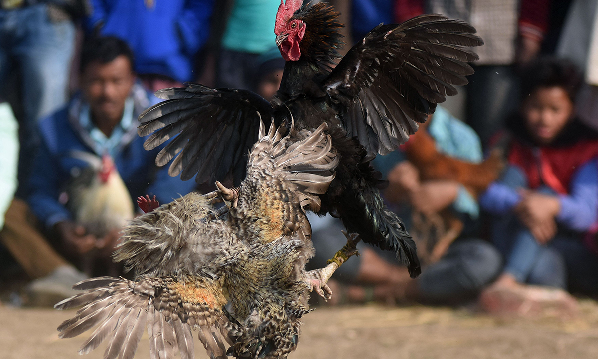 cách nuôi gà chuẩn bị đá-3