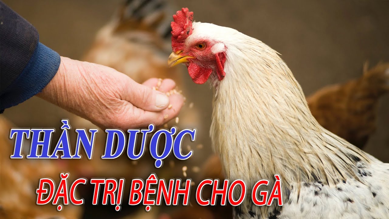 cách trị tàn gà đá-2